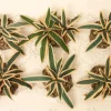 Fontanini Cactus Yucca Plants Set/6, , 51158 Online