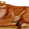 Fontanini Ox Seated 50", , 52334 Flash Sale